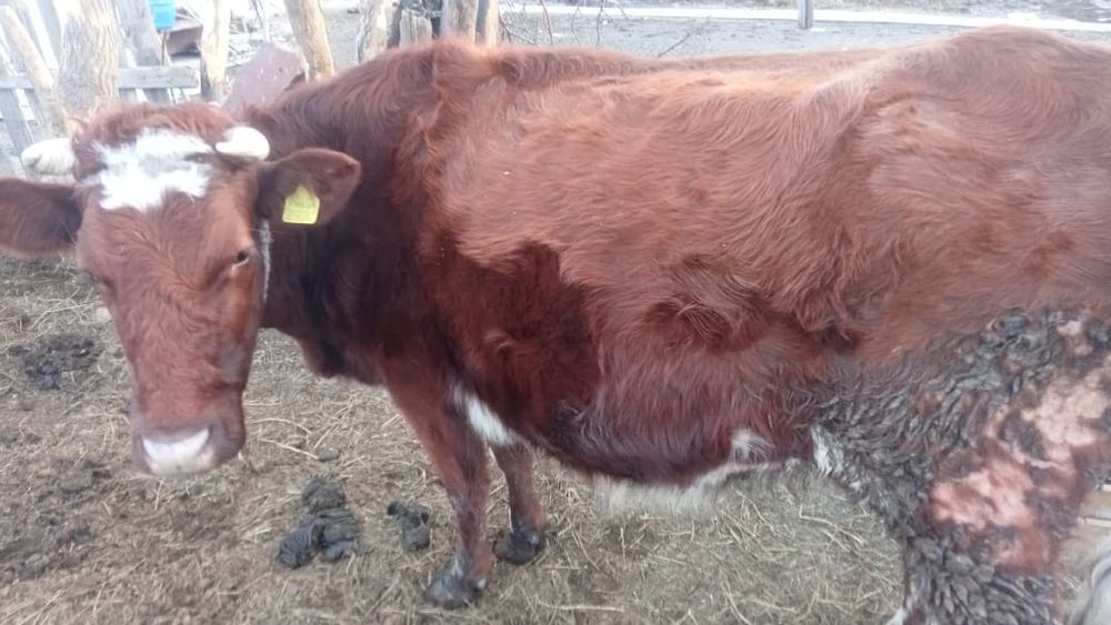 Продам корову с телёнком  бык, бычок,