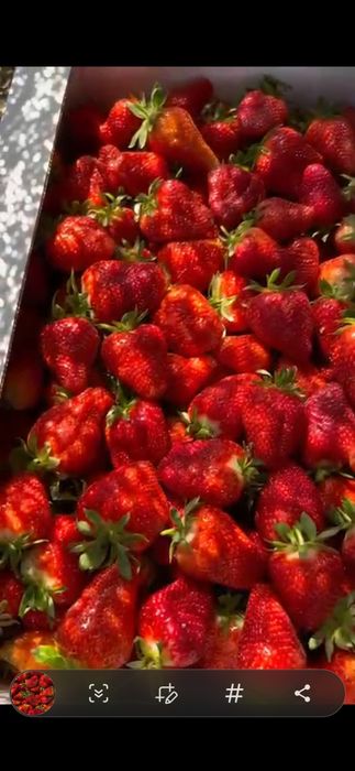 Клубника на оптом от 500кг