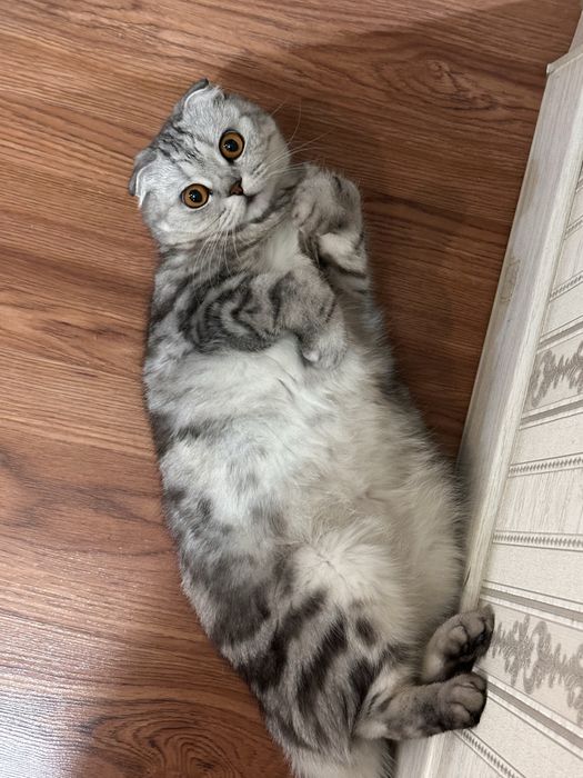 Кошка шотландская
