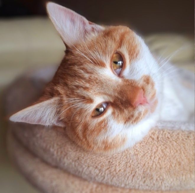 Мъжко коте на 7 месеца  търси своя дом