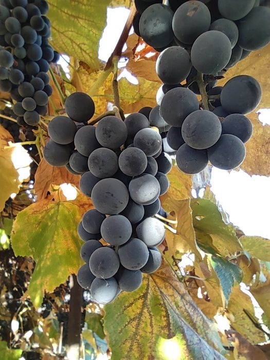 Struguri Căpșunică BIO, aromați și parfumați!