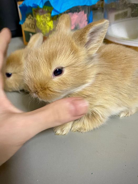 Iepurasi  cap de leu