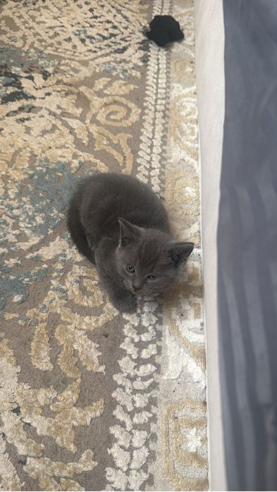 Отдам котят в хорошие руки