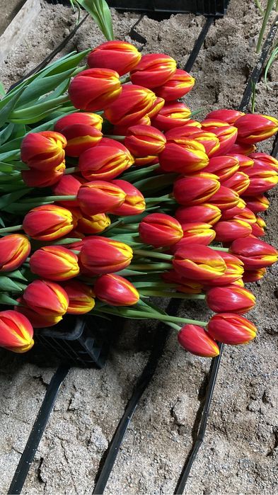 Тюльпаны сортовые