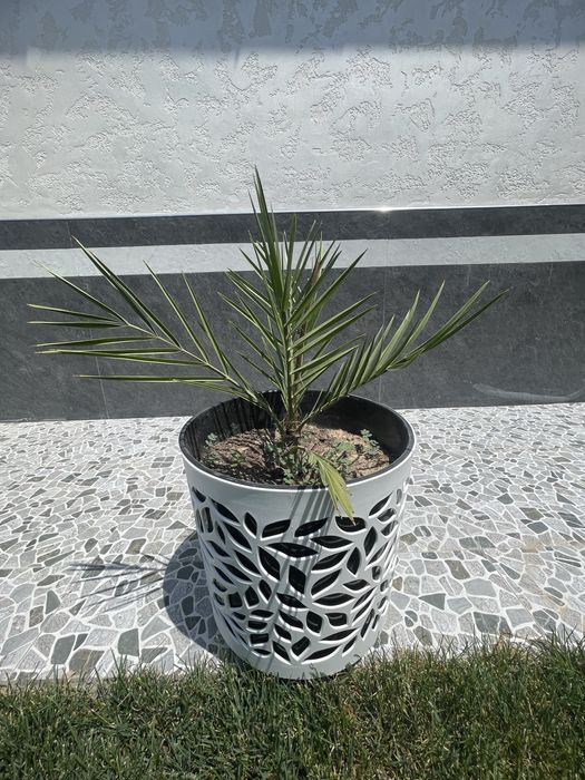 Агава для вашего дома