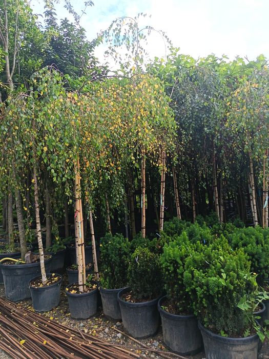 Katalpa Platan Tei Mesteacăn Carpen Leylandi Prunus