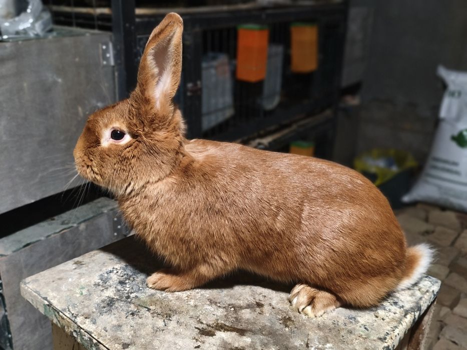 Burgund sames sotiladi