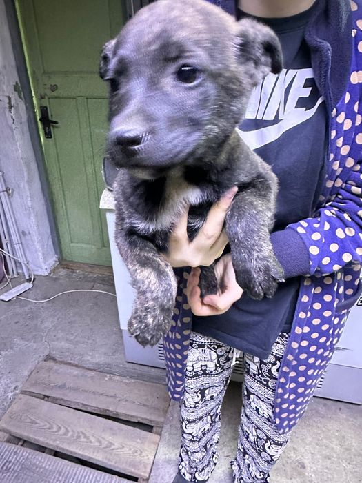 Отдам щенка  хорошие руки