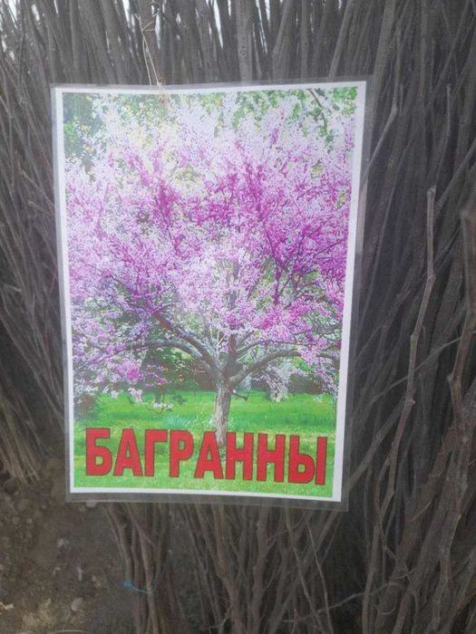 Xarhil ko'chatlardekarativ archalar mevali ko'chatlar arzon narhlarda.