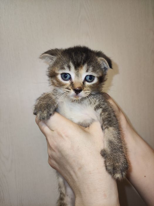 Котята скоттиш фолд и стрейт