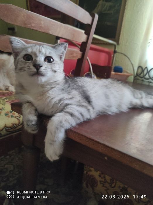 Котенок Ангорка,3,5 месяца,девочка