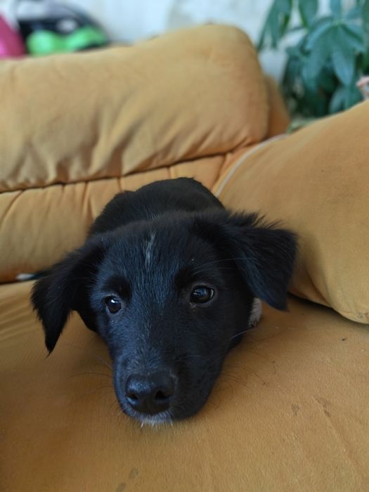 Подарява Кученца на 3 месеца