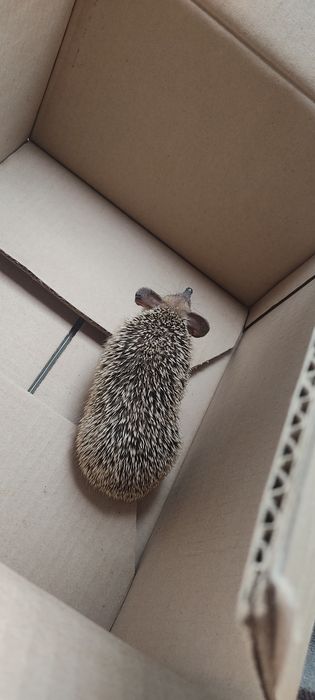 Ушастых ёжиков ручных