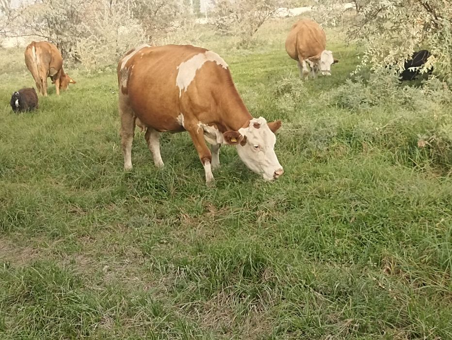 Сименталь сиырлары сатылады