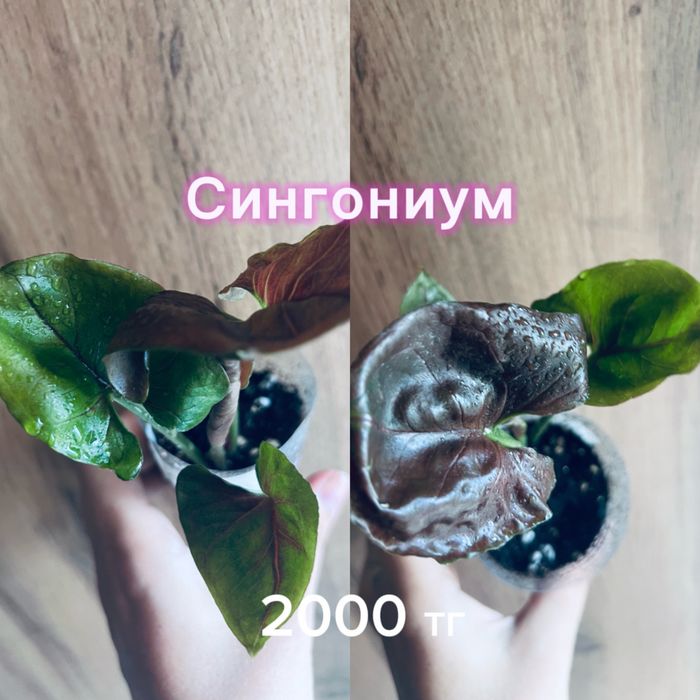 Монстеры, сингониумы, филодендрон