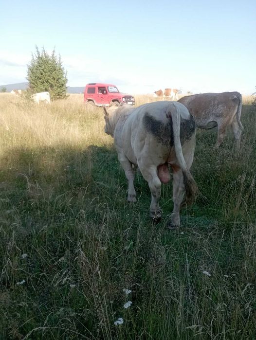 Tauri de vanzare