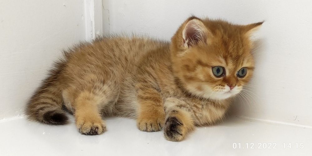 БриТашКи ОчаРоваШки ЗолоТые ПухЛяшкИ