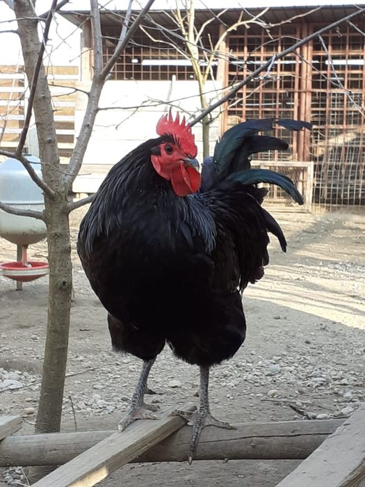 Ouă australorp pentru incubat