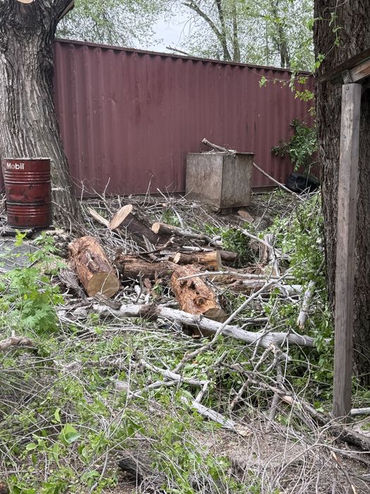 Тополь дрова отдам бесплатно