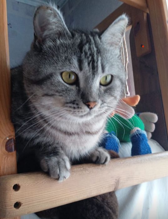 Потерялся кот, окрас серый