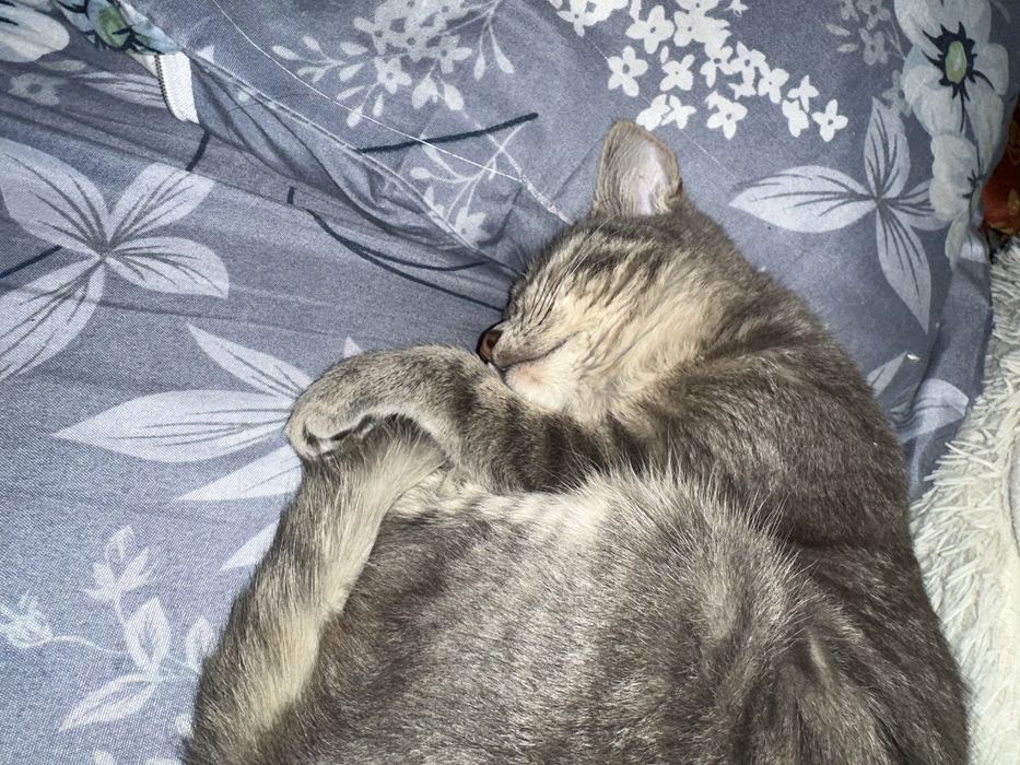 Кошка 6 месячная