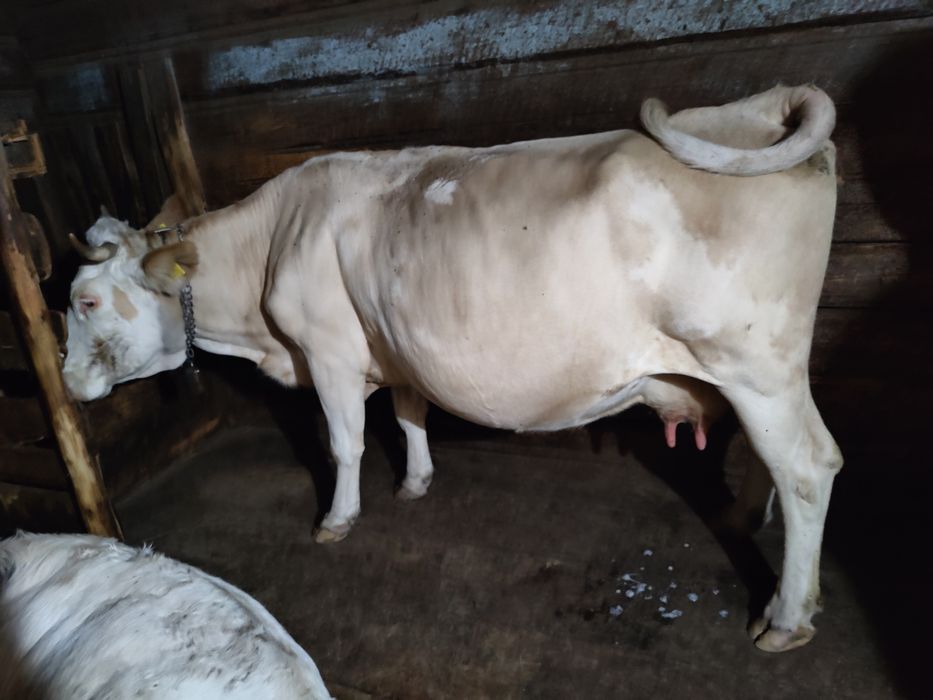 Vaca cu vârsta de 8 ani