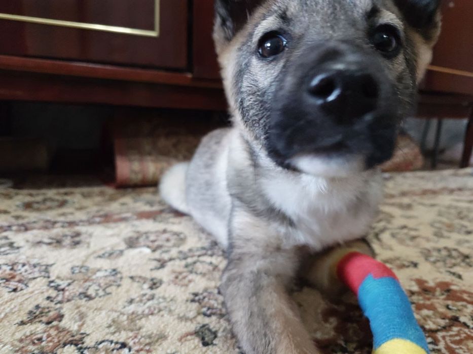 Отдам щенка в хорошие руки