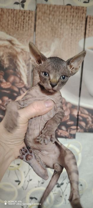 Крнадский сфинкс 4 года.