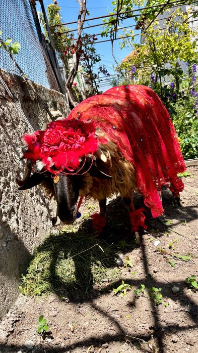 Украса за коч