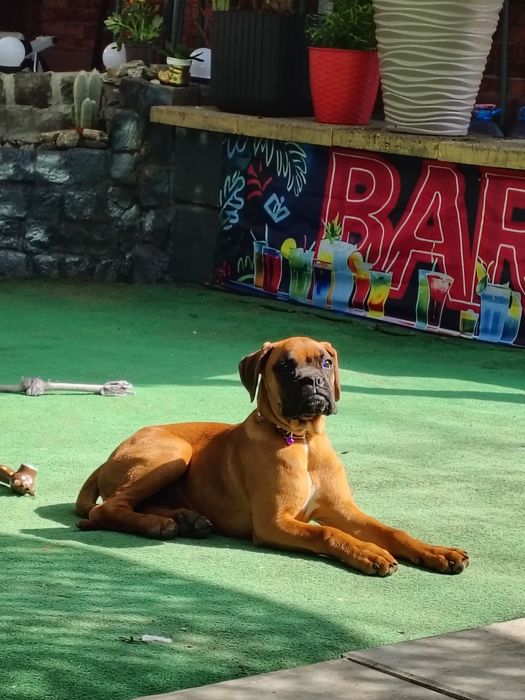 Boxer german femela 5 luni