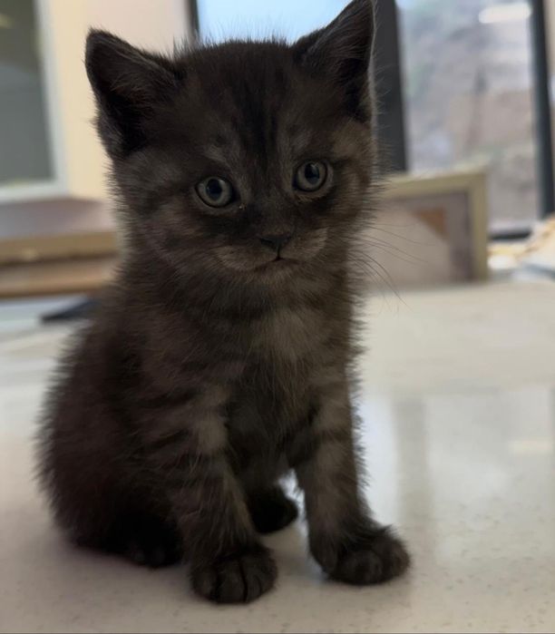 Продам породистых котят