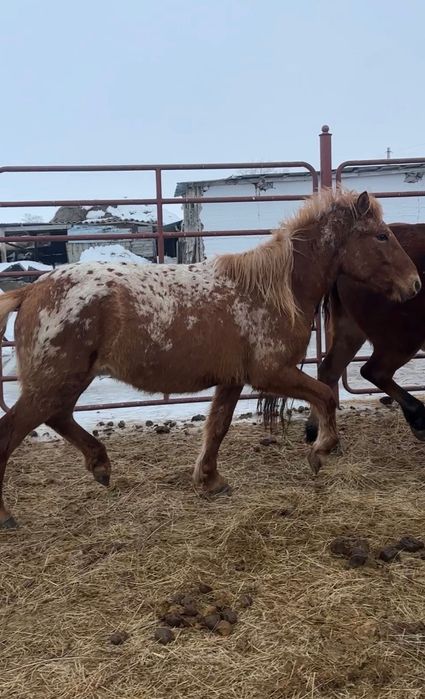 Кунан    (шубар)