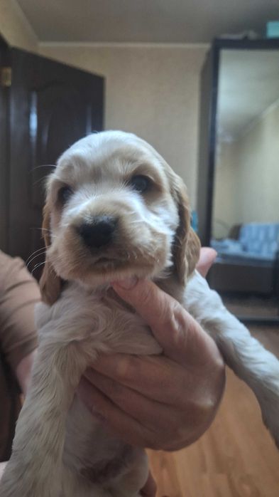 Продаются щенки спаниеля