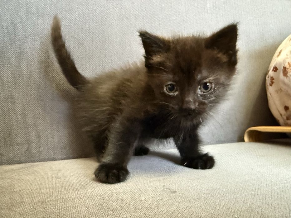 Отдам котенка