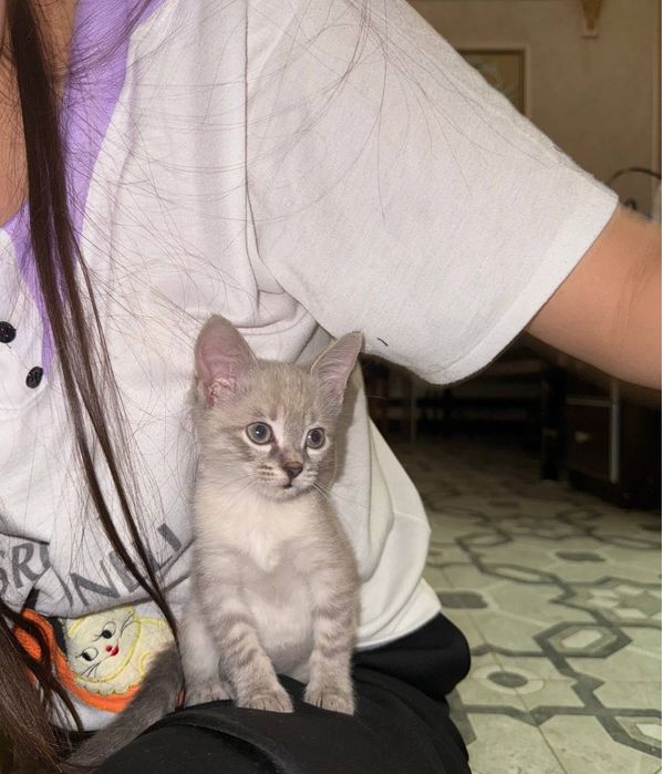 Котята домашнте ласковые