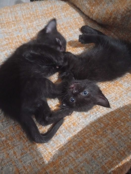 Котята маленькие