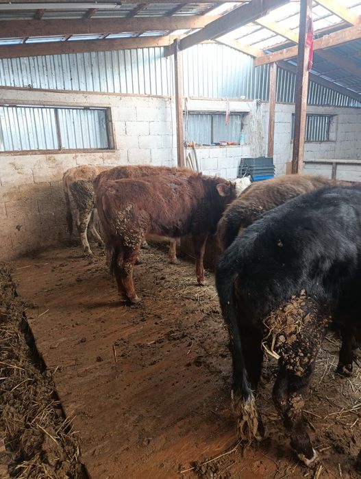 Продаются тёлки годовалые