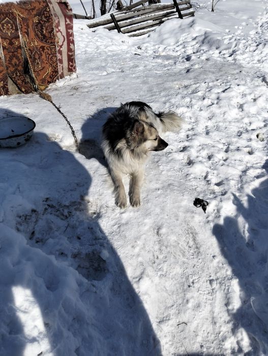 Отдадим в заботливые руки