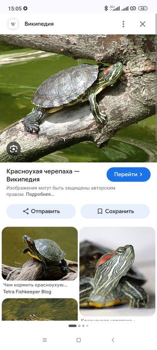 Морская черепаха красноухая