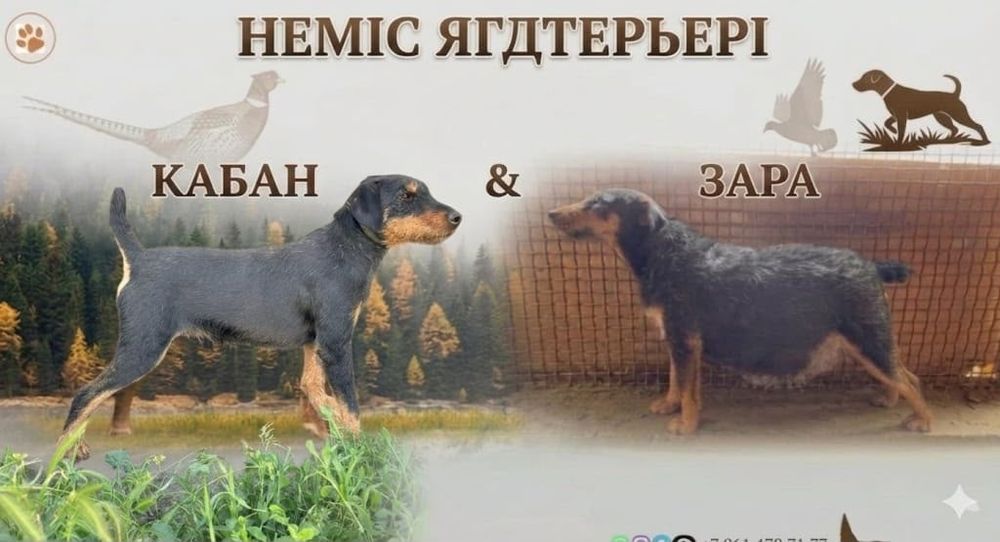 Ягдтерьер 1'5 месяц