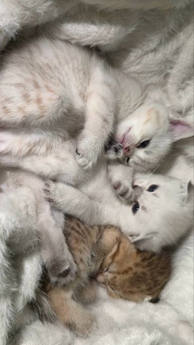 шотландский котенок