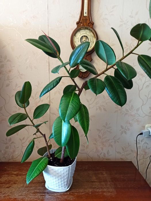 Продам комнатные цветы. Продам аквариум