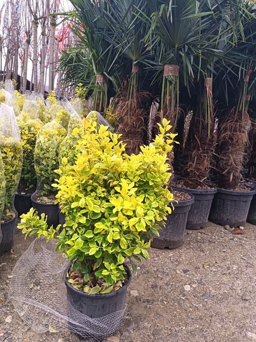 Plante ornamentale copacii Gazon rulou amenajam grădini