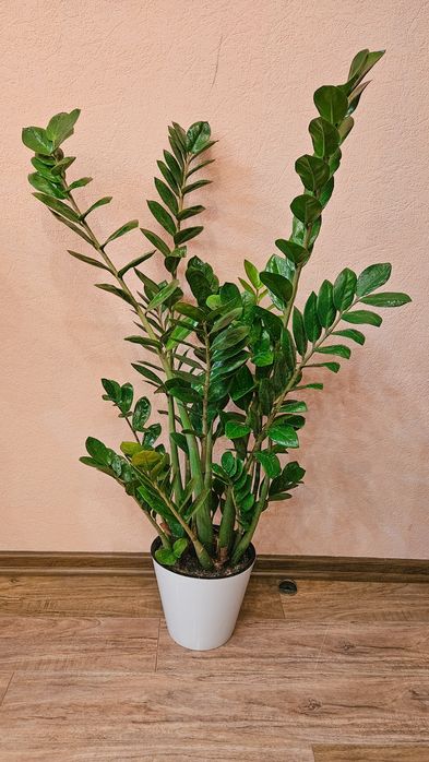 Продам домашнее растение Замиокулькас для дома и офиса