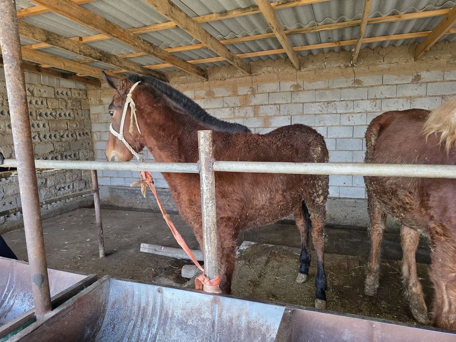 Жабагы ургашы...