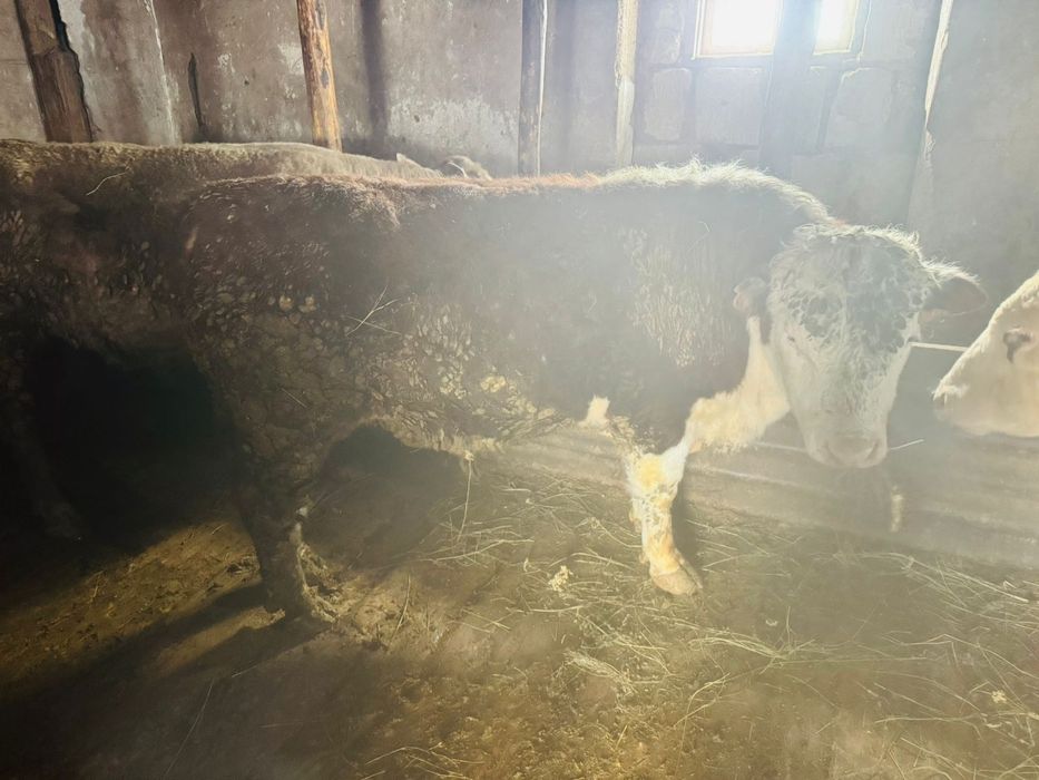 Карамал откорам бычки