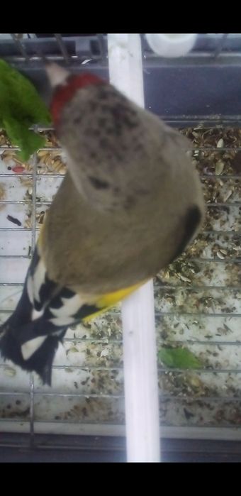 Norchi sotiladi holdor marjonli