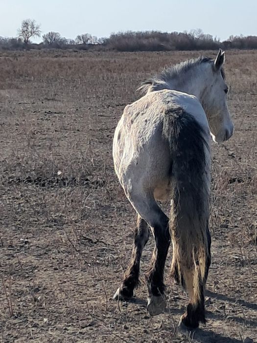 Қысыр байтал сатылады