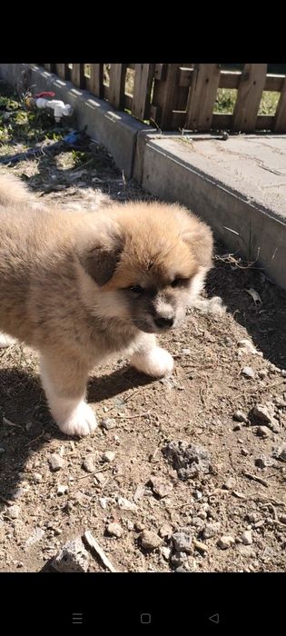 Верный друг Хатико