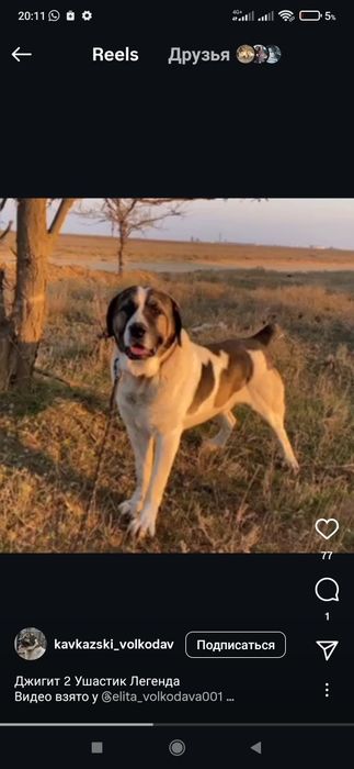 Төбет күшіктері сатылады